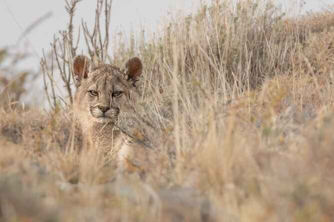 Private Pumas and Wildlife Watching Experience - Key points before you reserve