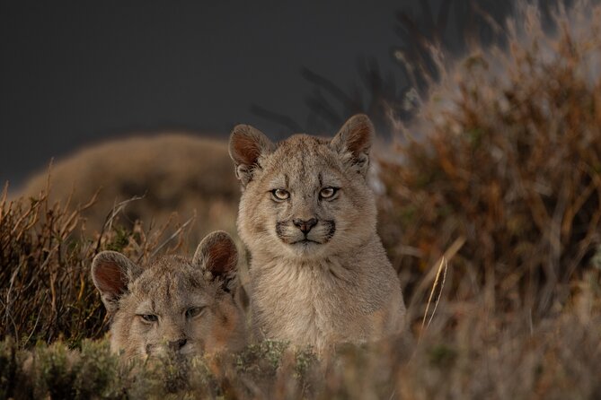 Private Pumas and Wildlife Watching Experience - From Puerto Natales into Torres del Paine