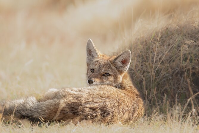 Private Pumas and Wildlife Watching Experience - Torres del Paine National Park: the main wildlife search