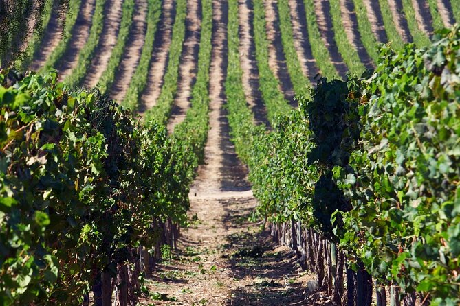 Private San Antonio Port, visit Chocalan Winery & Transfer Hotel - Key points at a glance