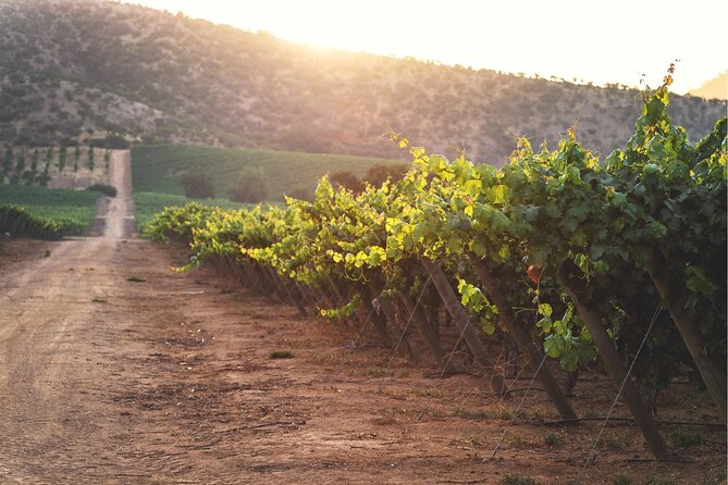 Private San Antonio Port, visit Chocalan Winery & Transfer Hotel - Why Chocalán makes sense from San Antonio port