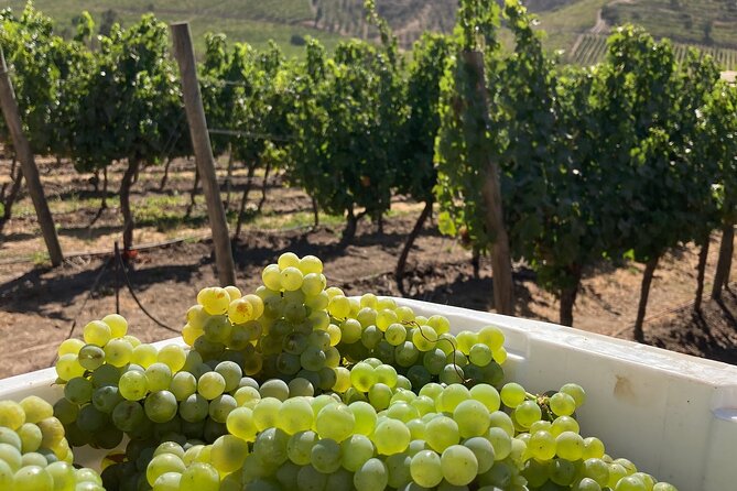 Private San Antonio Port, visit Chocalan Winery & Transfer Hotel - The Santiago transfer and what two hours really means