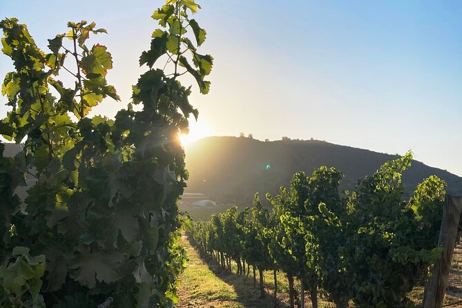 Private San Antonio Port, visit Chocalan Winery & Transfer Hotel - The guide can shape the day