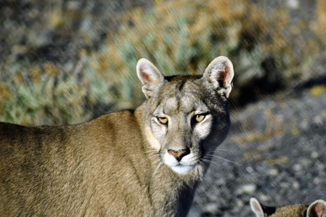 Private Torres del Paine & Milodon, departing from Punta Arenas - Why this private day trip works from Punta Arenas