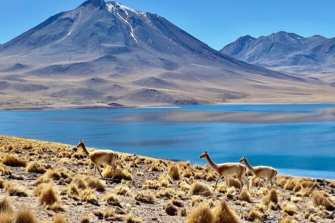 Private Tour: Piedras Rojas, in San Pedro de Atacama - Key points at a glance