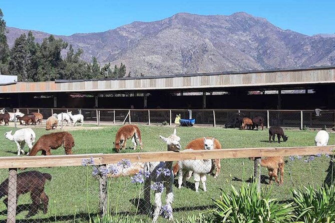 Private Valparaiso, Nautic Visit Penguins Island & Horse Riding - Three hours around Zapallar