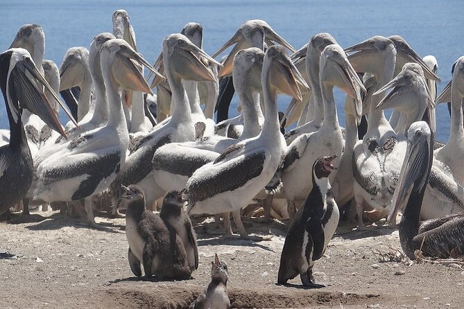 Private Valparaiso, Nautic Visit Penguins Island & Horse Riding - Picnic snacks, but no full lunch