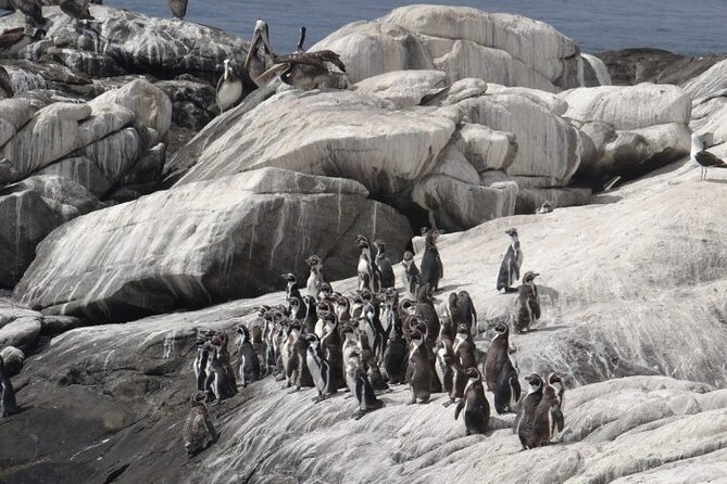 Private Valparaiso, Nautic Visit Penguins Island & Horse Riding - What the $300 price really buys