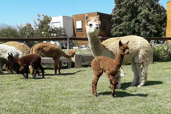 Private Valparaiso, Nautic Visit Penguins Island & Horse Riding - A private boat trip to Isla Cachagua