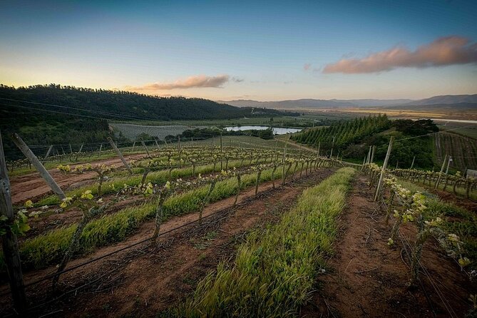 Private Valparaiso, Visit Kingston Winery & Transfer to Hotel - Reaching Kingston Family Vineyards in Casablanca Valley