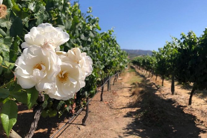 Private wine tour Casablanca valley - Emiliana Organic Vineyards and four wine pairings