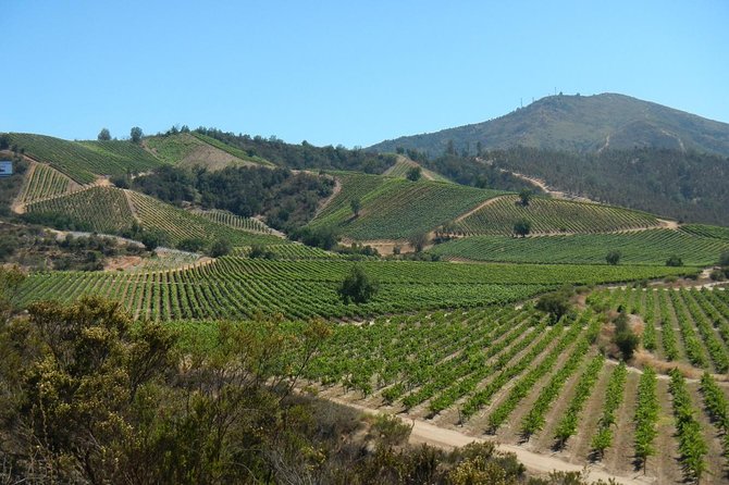 Private Wine Tour in Valparaiso - Why Casablanca Valley makes sense from Valparaíso