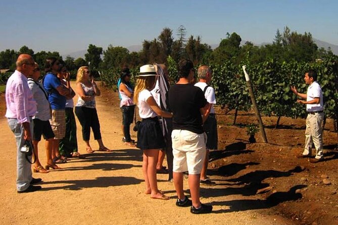 Private Winery Undurraga from Santiago - Why Viña Undurraga makes a good half-day outing