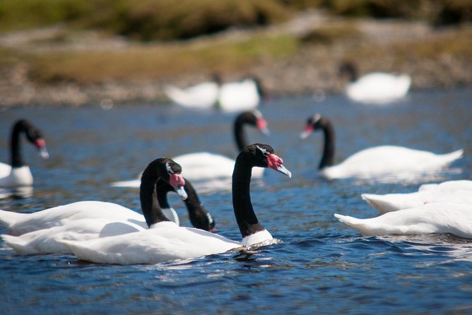 Puerto Montt: Full day Chiloe island visiting Ancud - Caulin - Lacuy - Why this Chiloé day trip appeals