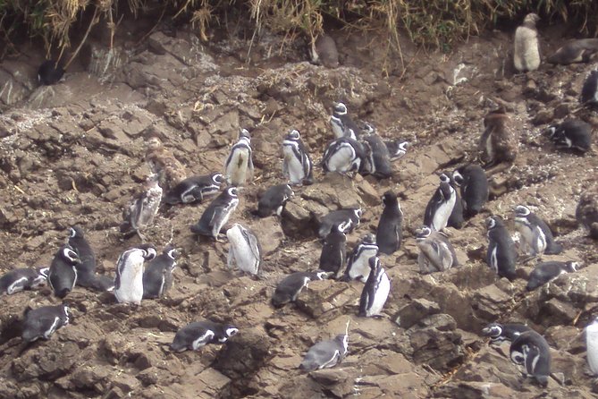 Puerto Montt: Full day Chiloe Island visiting Penguins in Puñihuil - The Puñihuil boat ride and two penguin species