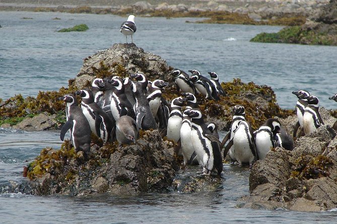 Puerto Montt: Full day Chiloe Island visiting Penguins in Puñihuil - Weather, comfort, and what to pack
