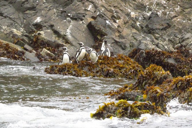 Puerto Montt: Full day Chiloe Island visiting Penguins in Puñihuil - Caulín Beach and the island’s birdlife