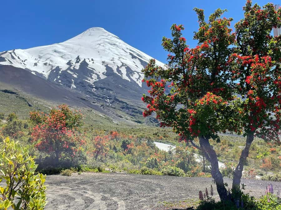 Puerto Montt: Osorno Volcano Tour Shore Tour in Private - Key details before you reserve