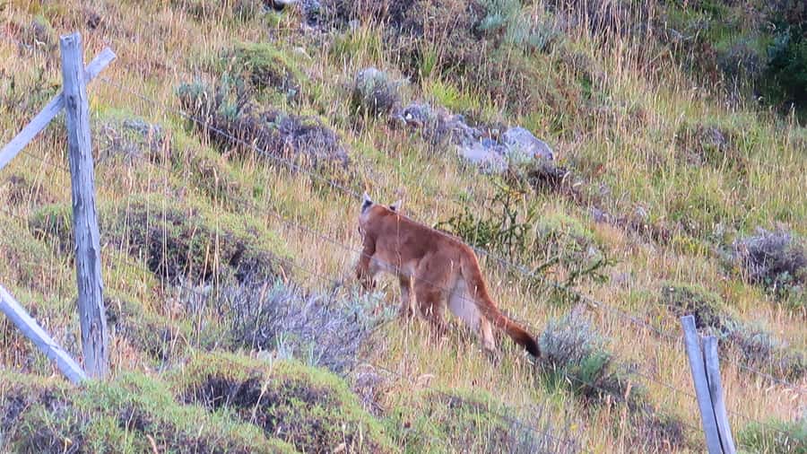 Puerto Natales: Base Torres Small Group Trekking - Forest walking, steep climbs, and changing weather