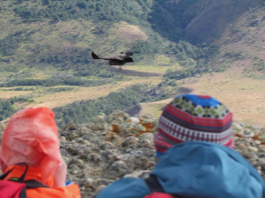 Puerto Natales: Cerro Benitez Half-Day Hike with Condors - Who should book Cerro Benitez