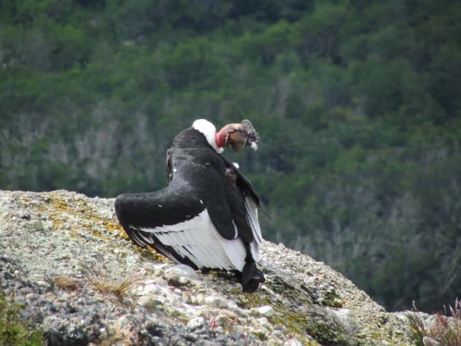 Puerto Natales: Cerro Benitez Half-Day Hike with Condors - The trail builds its views gradually
