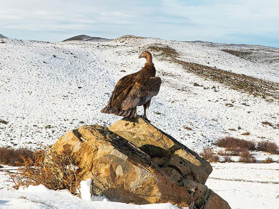 Puerto Natales: Full-Day Torres del Paine Tour - What the $83 price really covers