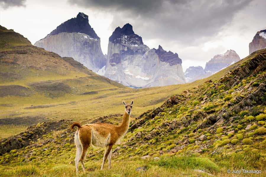 Puerto Natales: Full day tour Torres del Paine National Park - Pehoe Lake and the easy walking portion