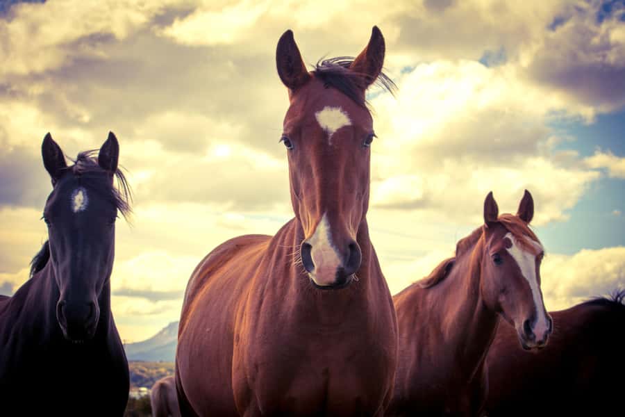 Puerto Natales: Traditional Horseback Riding Experience - Who should book this horseback ride?