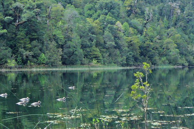 Puerto Varas: Full day Alerce Andino National Park. - Leaving Puerto Varas for the forest