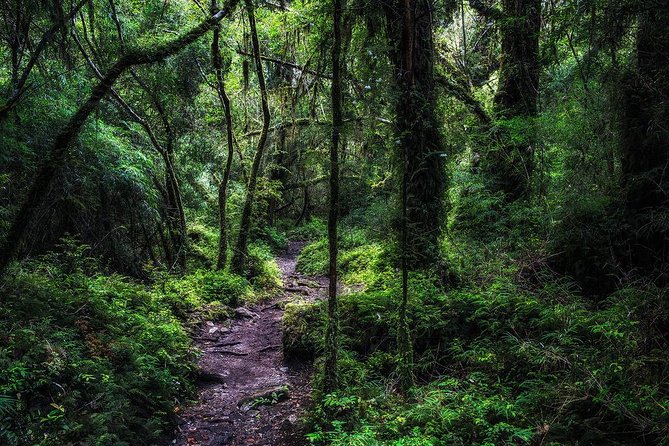 Puerto Varas: Full day Alerce Andino National Park. - Who will enjoy this day most?
