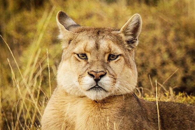 Puma Tracking Safari in Torres del Paine - Key points to know before booking