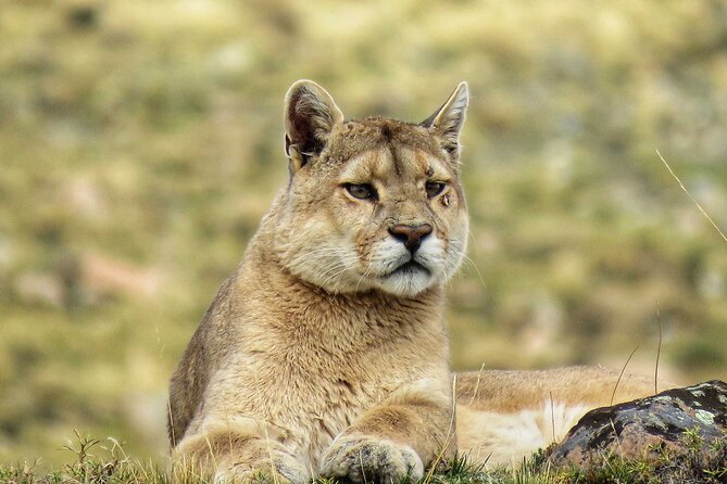 Puma Tracking Safari in Torres del Paine - Why this puma safari is different