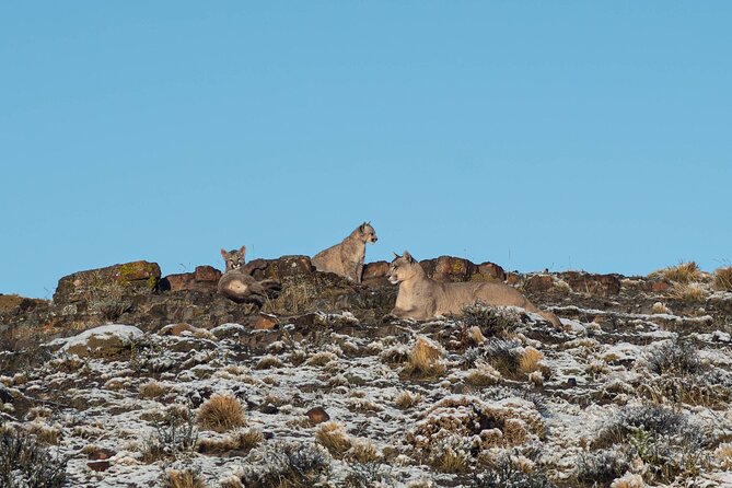 Puma Tracking Safari in Torres del Paine - What the guide adds to the experience