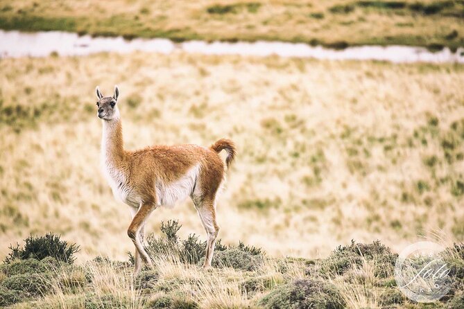 Puma Tracking Safari in Torres del Paine - Binoculars, photographs, and realistic expectations