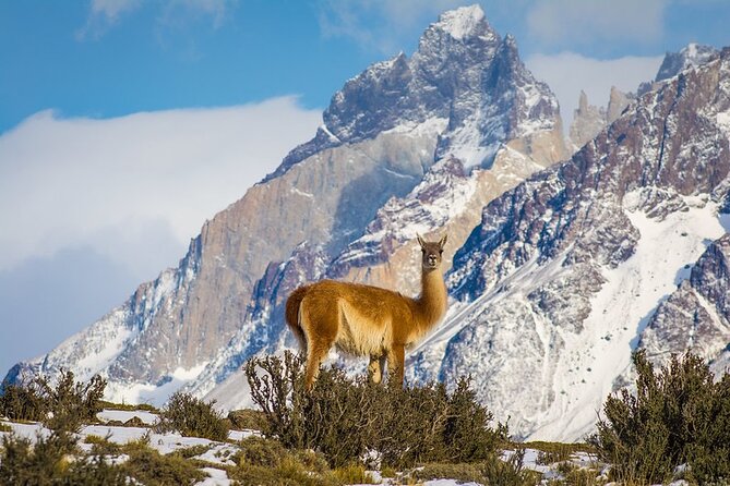 Puma Tracking Safari in Torres del Paine - Is $425 per person a fair price?