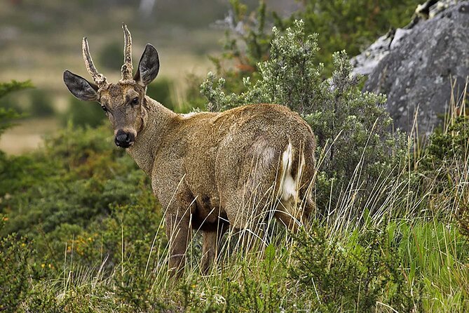 Puma Tracking Safari in Torres del Paine - Who will enjoy this outing most?
