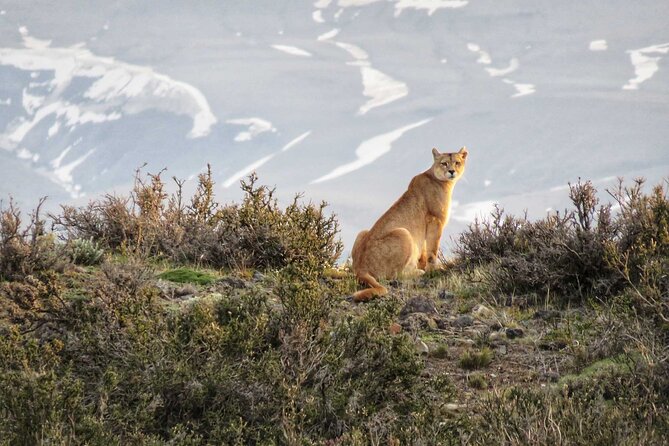 Puma Tracking Safari in Torres del Paine - Booking timing and cancellation rules