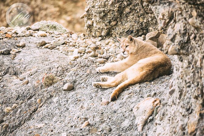 Puma Tracking Safari in Torres del Paine - Inside Torres del Paine National Park