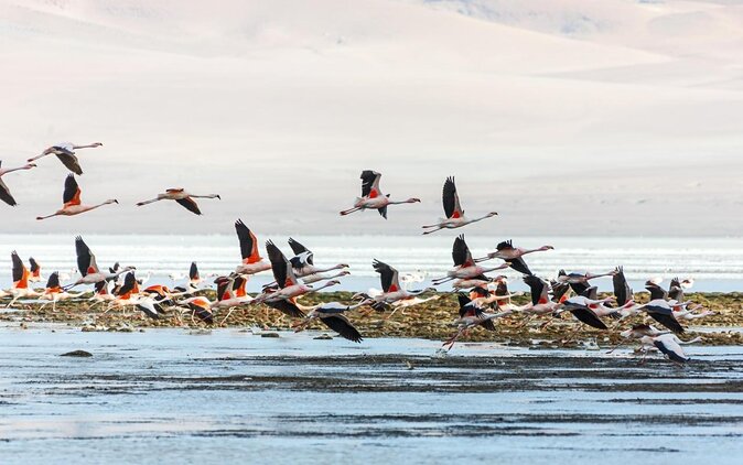 Puna Salt Flats - Full Day Tour - San Pedro de Atacama - Must Visit - Why This Route Is Different From San Pedro’s Easier Day Trips