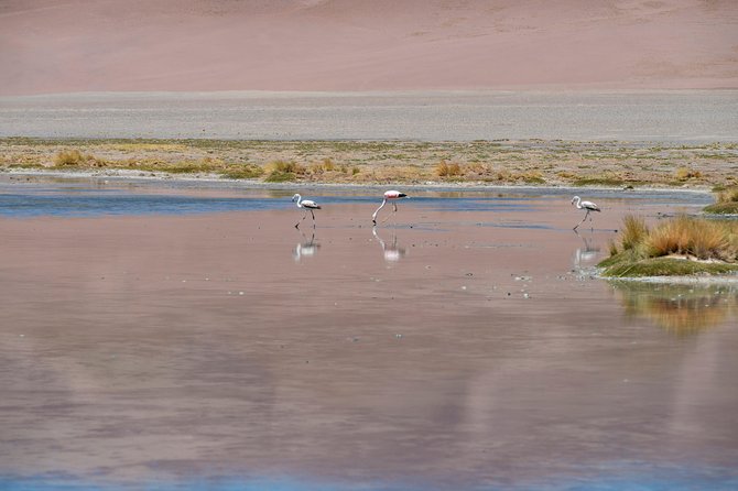Puna Salt Flats - Full Day Tour - San Pedro de Atacama - Must Visit - Quisquiro Salt Flat, a Quiet Stop Before Jama Pass