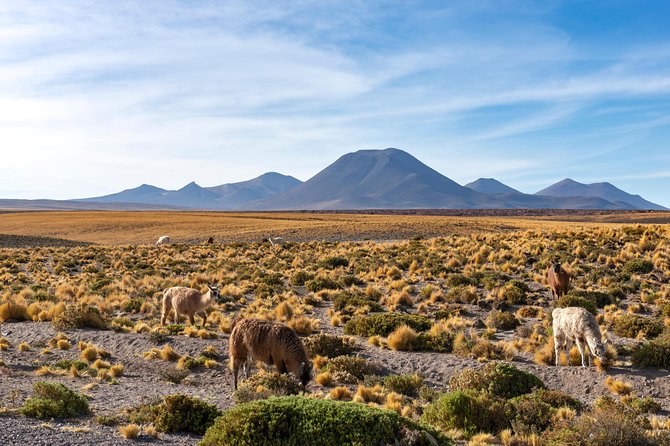 Puna Salt Flats - Full Day Tour - San Pedro de Atacama - Must Visit - Food, Group Size, and the Real Value of $160