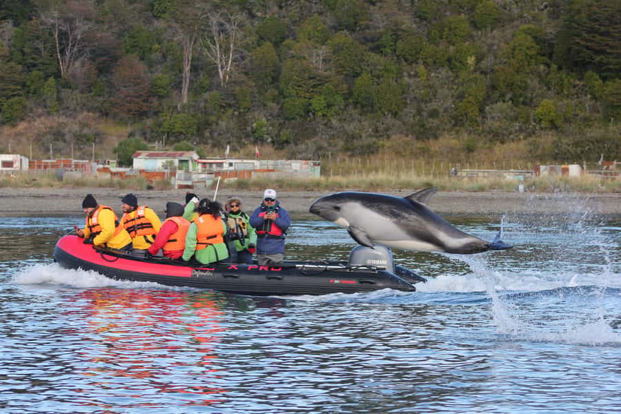 Punta Arenas: Austral Dolphin & Wildlife Watching Boat Tour - Why Bahía Agua Fresca Makes a Good Wildlife Trip