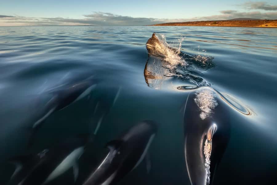 Punta Arenas: Austral Dolphin & Wildlife Watching Boat Tour - The 55-Minute Ride South from Punta Arenas