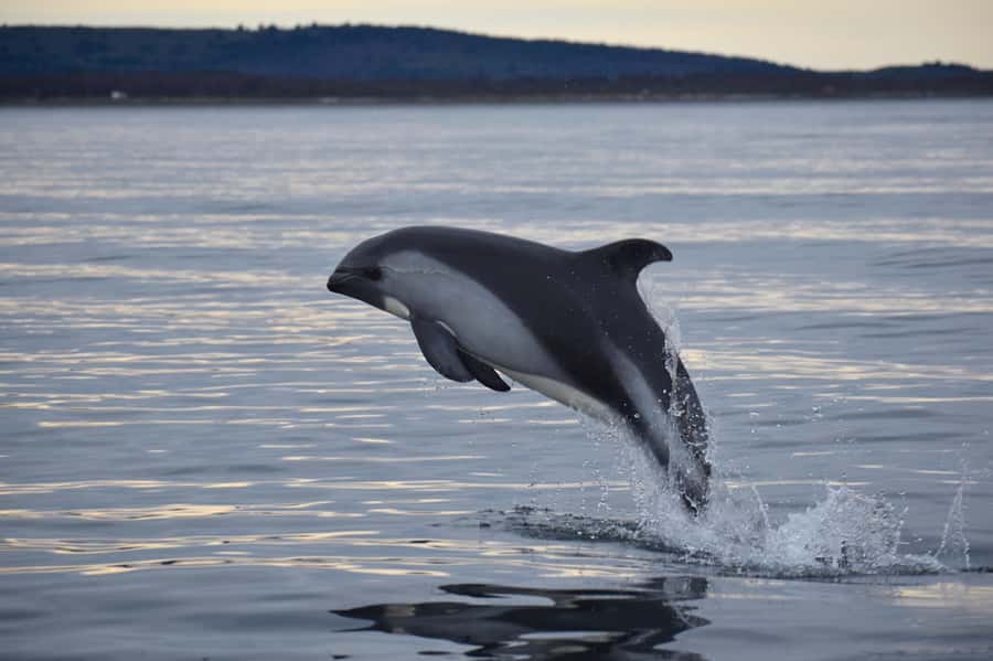 Punta Arenas: Austral Dolphin & Wildlife Watching Boat Tour - Watching Austral Dolphins Without a Show