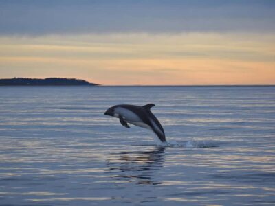 Austral Dolphin & Wildlife Watching Boat Tour