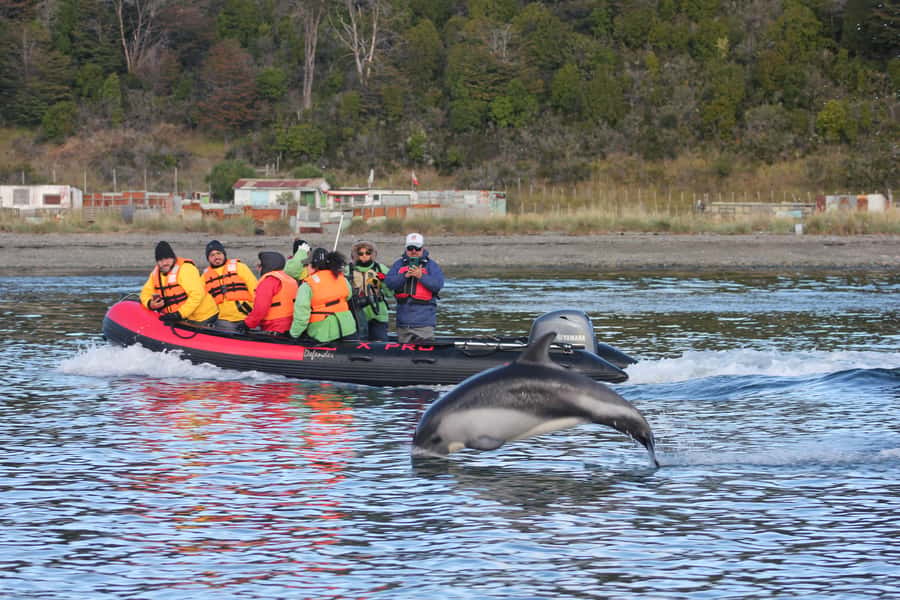 Punta Arenas: Austral Dolphin & Wildlife Watching Boat Tour - A Warm Drink After the Water