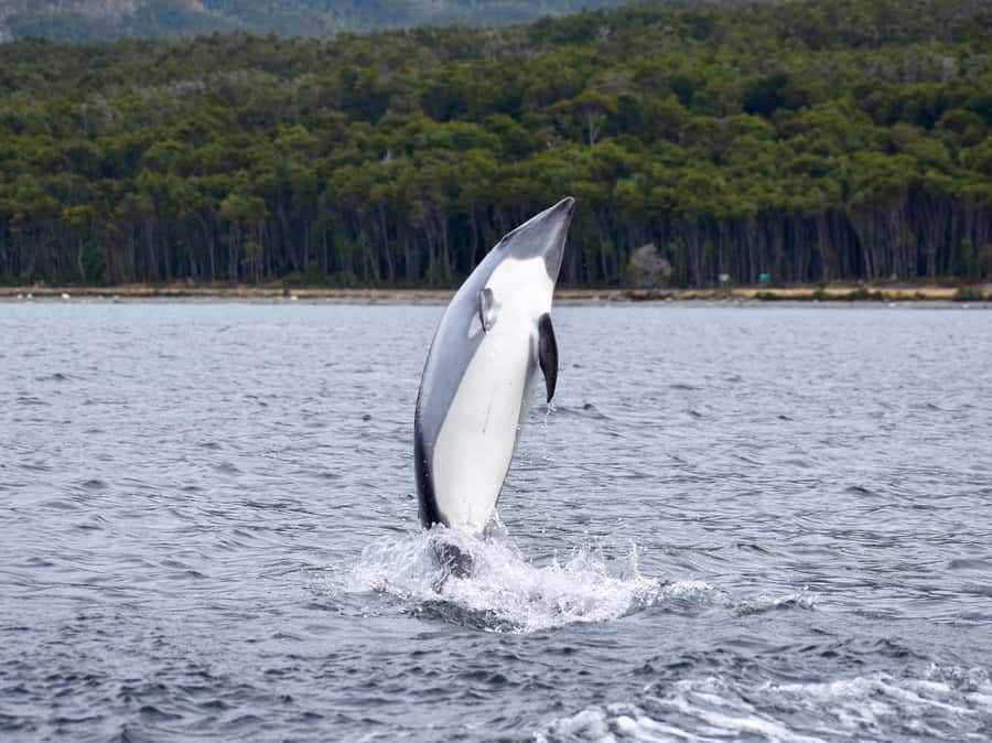 Punta Arenas: Austral Dolphin & Wildlife Watching Boat Tour - Is $190 a Fair Price?