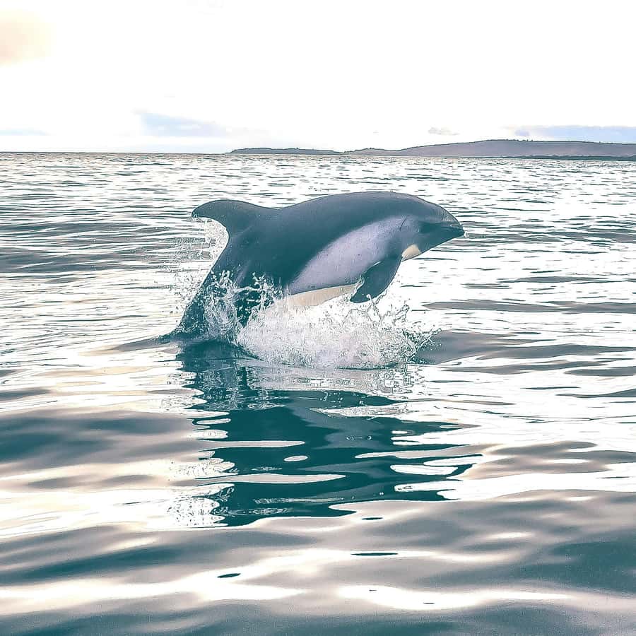 Punta Arenas: Austral Dolphin & Wildlife Watching Boat Tour - Who Will Enjoy This Zodiac Trip Most?