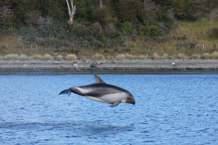 Punta Arenas: Austral Dolphin & Wildlife Watching Boat Tour - Booking Advice for the Early, Weather-Dependent Start