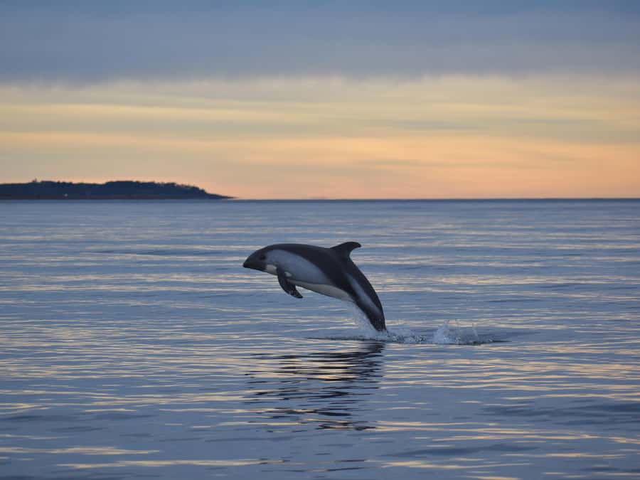 Punta Arenas: Austral Dolphin & Wildlife Watching Boat Tour - Boarding the Zodiac at Bahía Agua Fresca